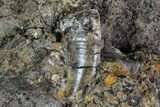 Tyrannosaur (Undescribed) Tooth In Situ - Aguja Formation, Texas #88856-1
